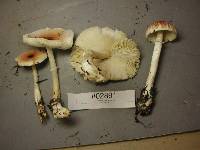 Lepiota rubrotinctoides image