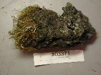 Kretzschmaria deusta image