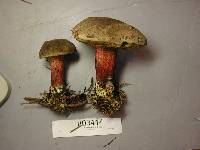 Boletus mendocinensis image