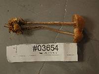 Gymnopus confluens image