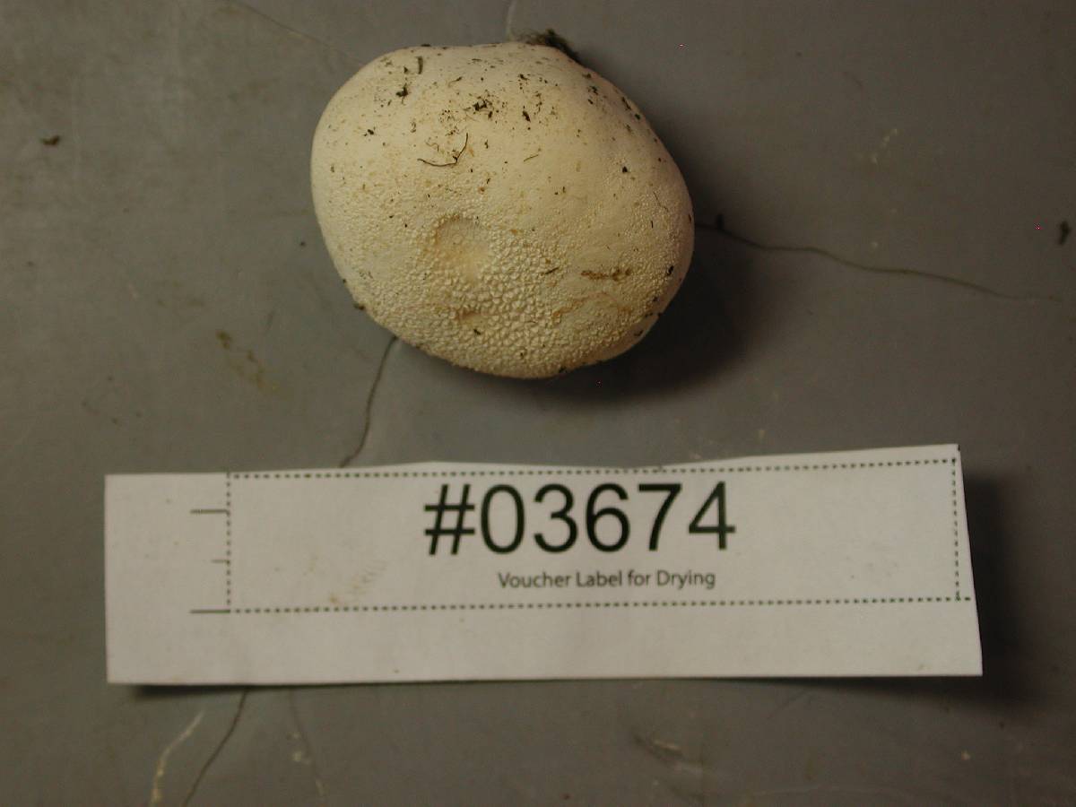Vascellum lloydianum image