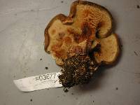 Paxillus involutus image