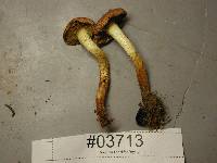 Pholiota brunnescens image