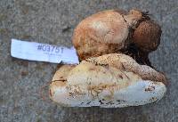 Fomitopsis officinalis image