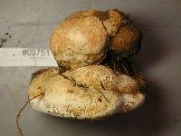 Fomitopsis officinalis image