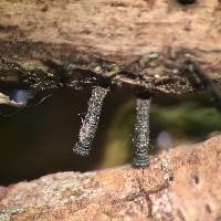 Glyphium elatum image