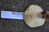 Russula vinosa image