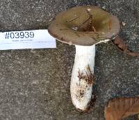 Russula vinosa image