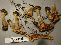 Armillaria sinapina image