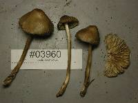 Mycena robusta image