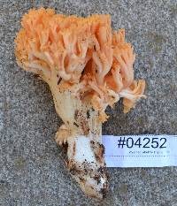 Ramaria celerivirescens image