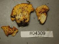 Cantharellus roseocanus image