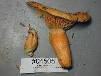 Lactarius deterrimus image