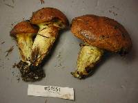 Suillus caerulescens image