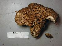 Sarcodon imbricatus image