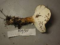 Jahnoporus hirtus image