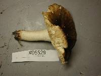 Russula cerolens image