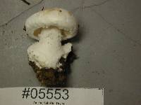 Amanita silvicola image