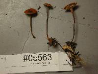 Xeromphalina fulvipes image