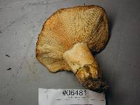 Lactarius olympianus image