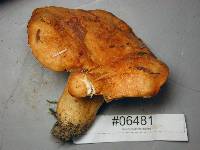 Lactarius olympianus image