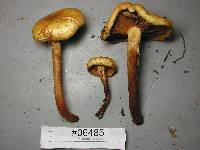 Pholiota spumosa image