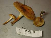 Pholiota lubrica image