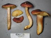 Tricholomopsis rutilans image