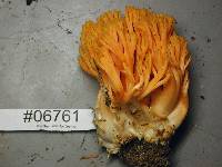 Ramaria longispora image