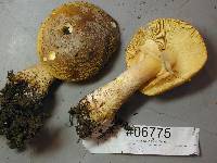 Amanita augusta image