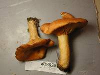 Lactarius olympianus image