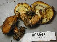 Suillus ponderosus image