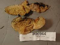 Merulius tremellosus image