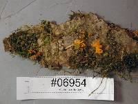 Calocera cornea image