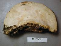 Fomitopsis ochracea image