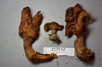 Gyromitra infula image