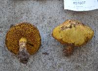 Suillus americanus image