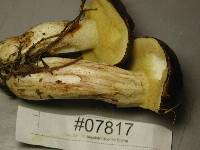 Suillus punctatipes image