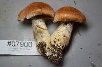 Cortinarius laniger image