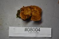 Coltricia perennis image