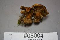 Coltricia perennis image