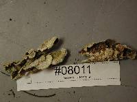 Trichaptum abietinum image