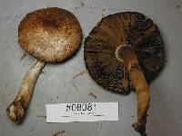 Agaricus hondensis image