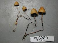 Conocybe tenera image