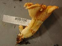 Cantharellus formosus image