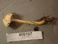 Lepiota magnispora image