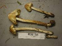 Inocybe sororia image