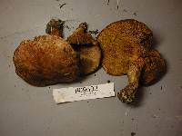 Suillus lakei image