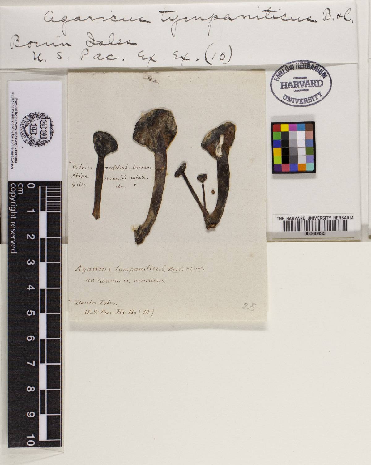 Agaricus tympaniticus image