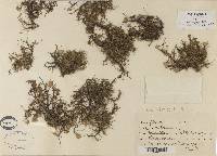 Usnea strigosa image